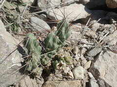 Grusonia