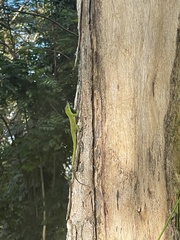 Anolis evermanni