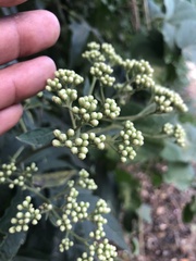 Verbesina myriocephala