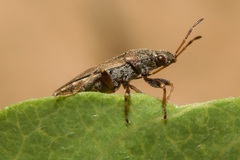 Heterogaster artemisiae