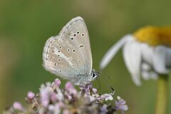 Aricia nicias