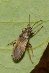 Heterogaster artemisiae
