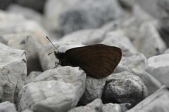 Erebia pluto