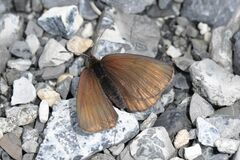 Erebia pluto