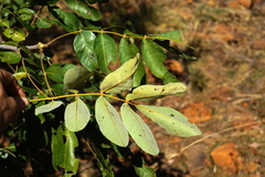 Lannea discolor