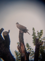 Streptopelia decaocto