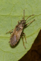 Heterogaster artemisiae