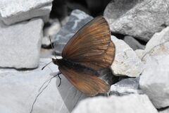 Erebia pluto
