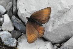 Erebia pluto