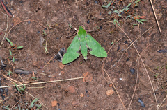 Euchloron megaera
