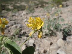 Senna durangensis