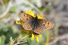 Melitaea varia