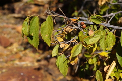 Grewia flavescens