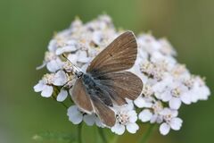 Aricia nicias