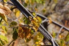 Grewia flavescens