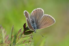 Aricia nicias