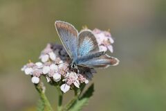 Aricia nicias