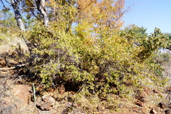 Grewia flavescens