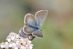 Aricia nicias