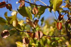 Combretum apiculatum