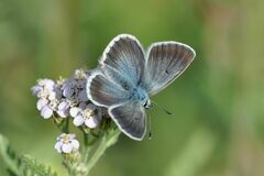 Aricia nicias