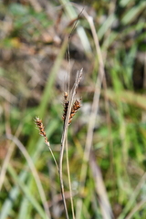 Carex gmelinii