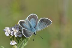 Aricia nicias