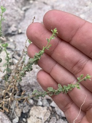Brickellia microphylla