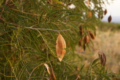 Peltophorum africanum