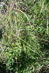 Carex gmelinii