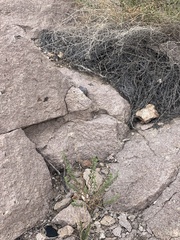 Brickellia microphylla