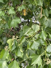 Hedera helix