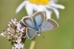 Aricia nicias