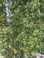 Hedera helix