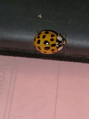 Harmonia axyridis