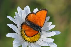 Lycaena hippothoe