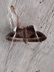 Hemeroblemma mexicana