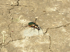 Carabus auronitens