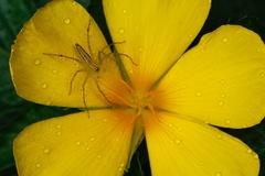 Oxyopes
