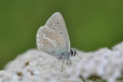 Aricia nicias
