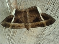 Hemeroblemma mexicana