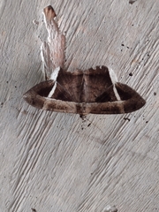 Hemeroblemma mexicana