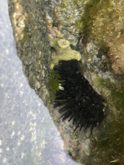 Echinometra vanbrunti