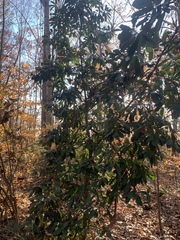 Photinia serratifolia