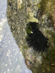 Echinometra vanbrunti