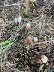 Coprinus comatus