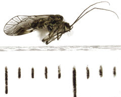 Clematostigma maculiceps