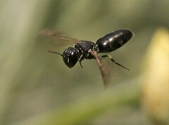Hylaeus