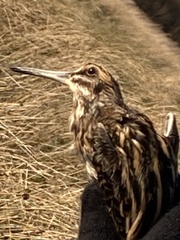 Lymnocryptes minimus