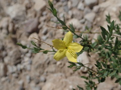 Menodora